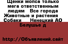 Щенки мопса только мега-ответственным людям - Все города Животные и растения » Собаки   . Ненецкий АО,Белушье д.